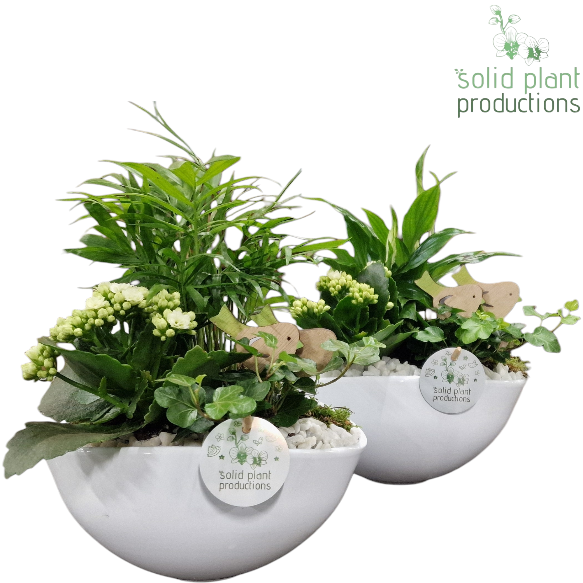 SC005 Evelyn White Mix, D 22