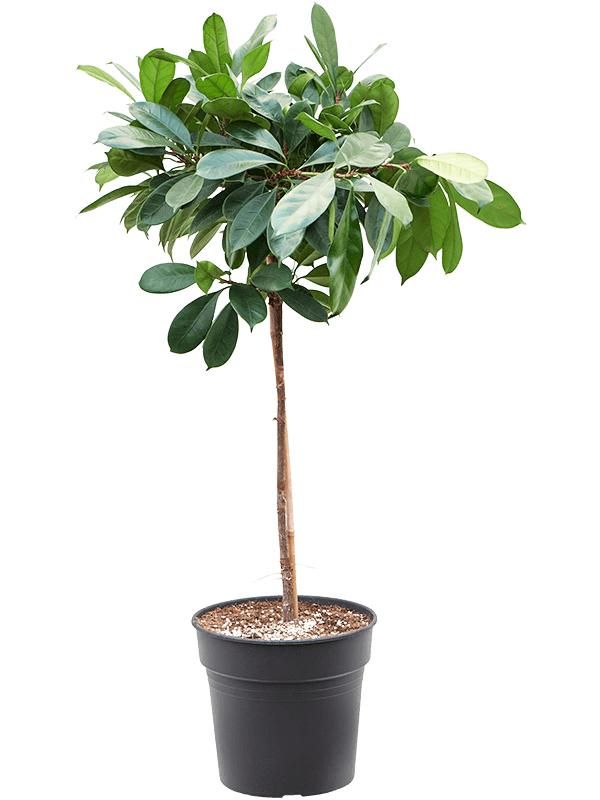 Ficus cyathistipula, D 30