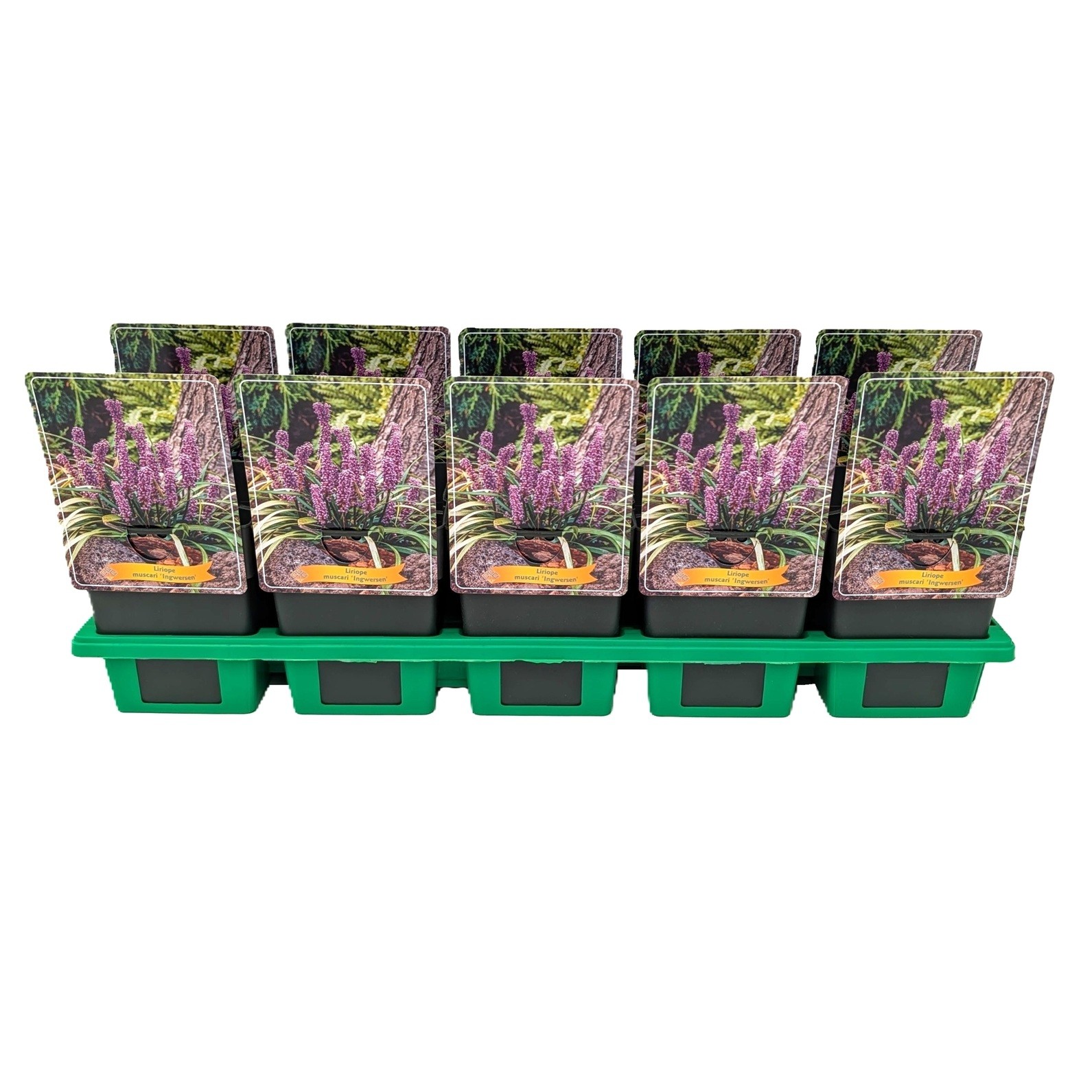 Liriope muscari 'Ingwersen' P11, D 11