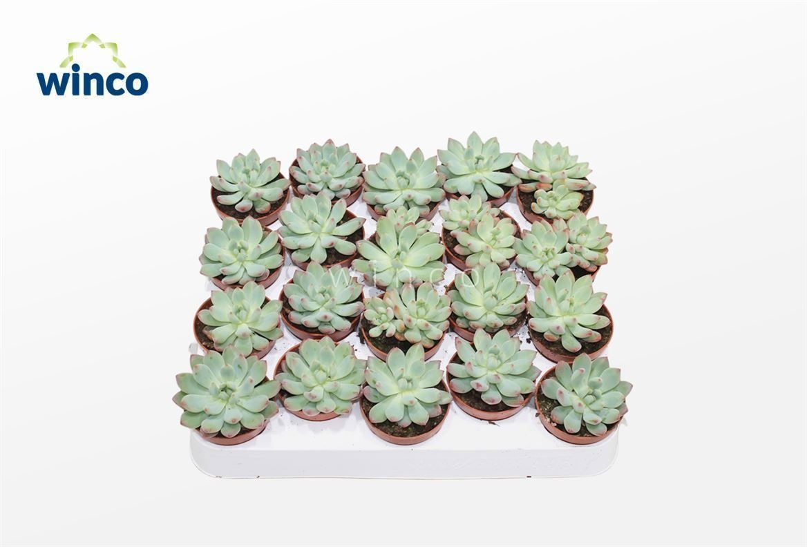 Sedeveria Blue Elf, D 5,5