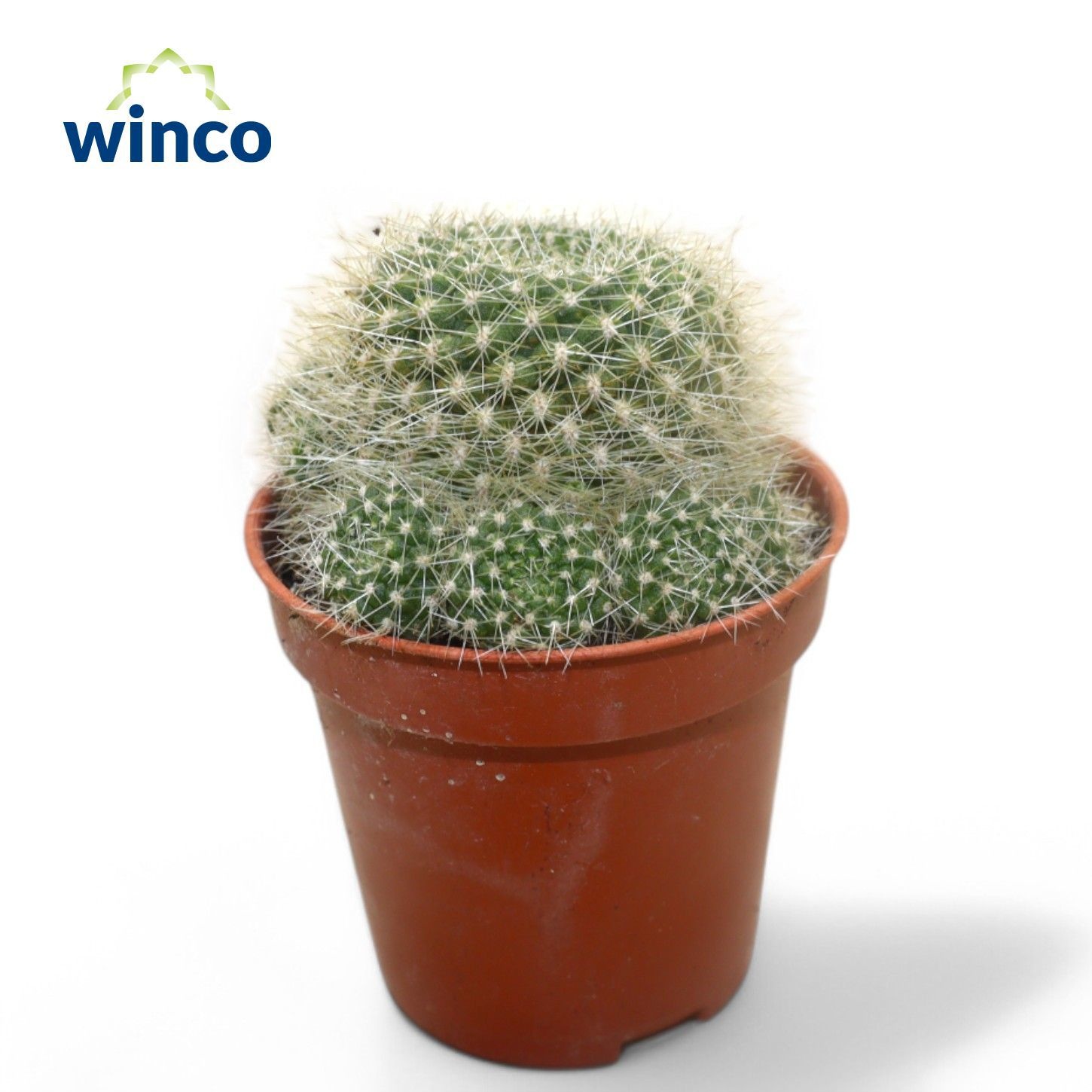 Rebutia Krainziana, D 5,5