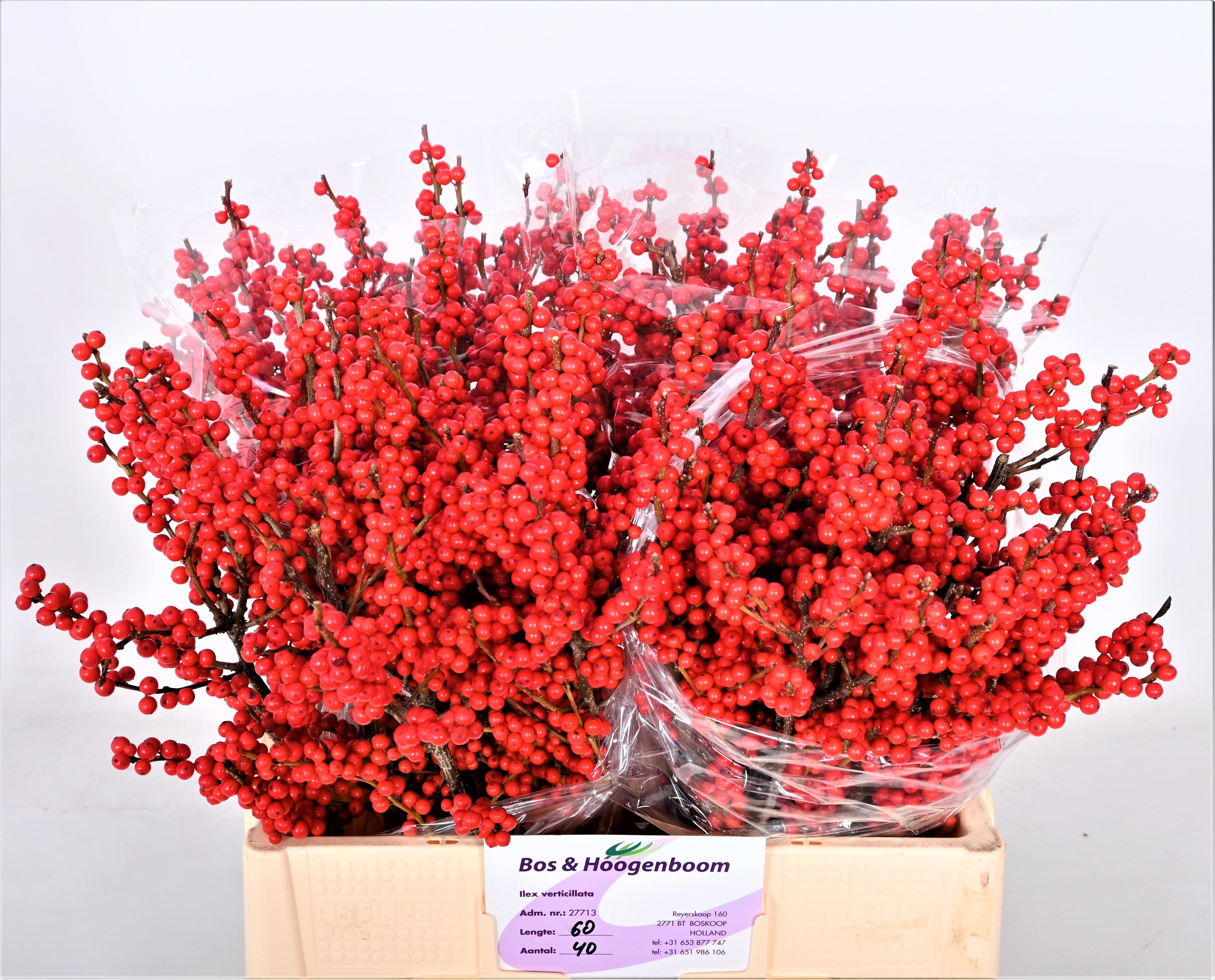 Илекс Красные ягоды 60, шт.