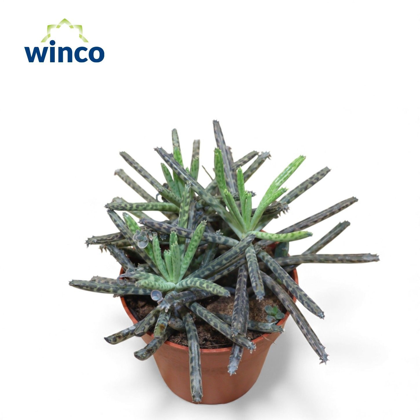 Kalanchoe Tubiflora, D 8,5