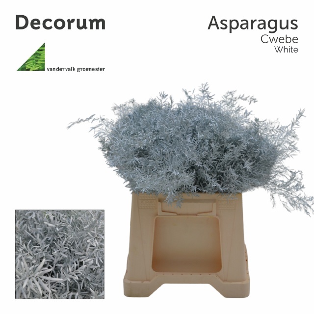 Аспарагус Квебе Крашеный (краш. ) 40, шт.