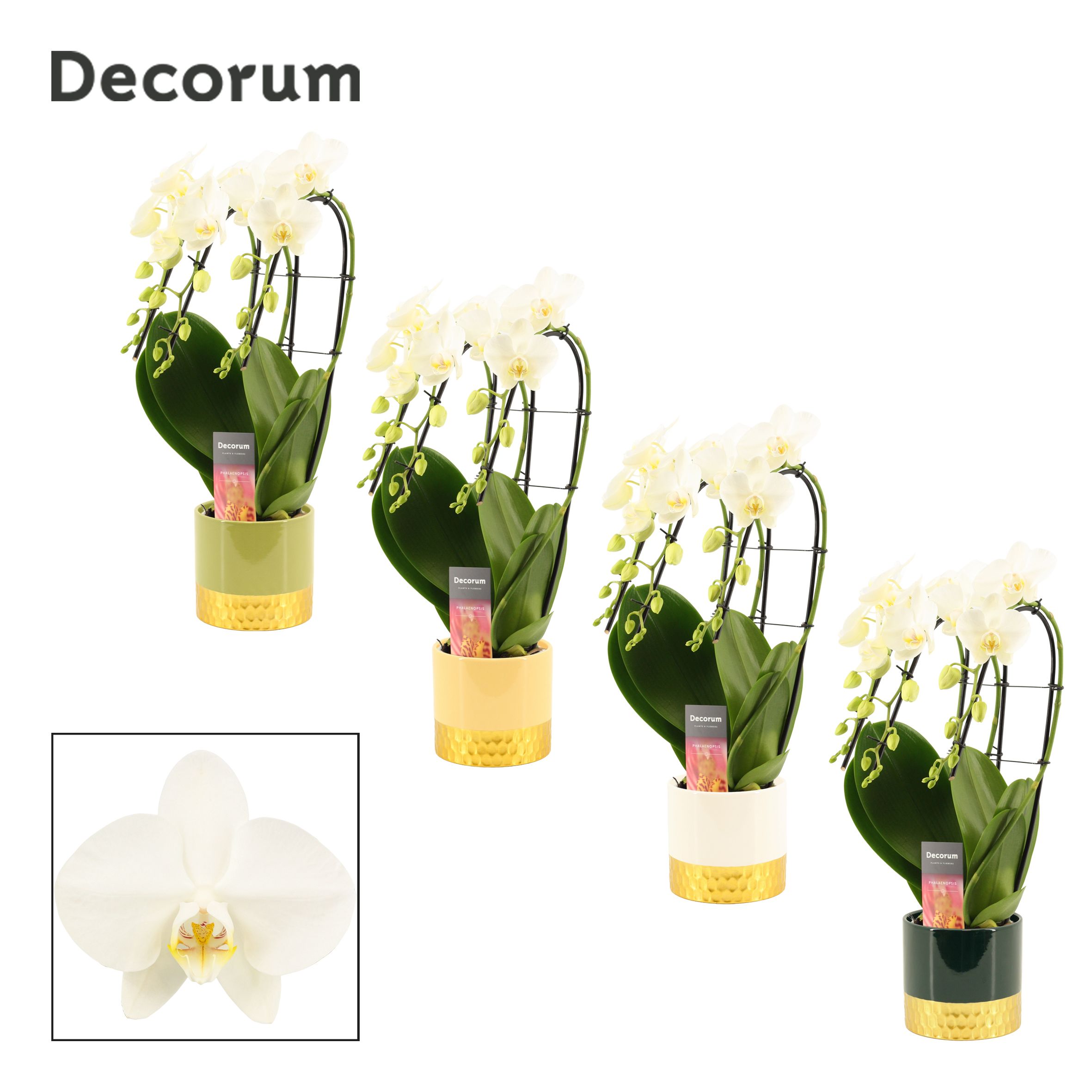 Phalaenopsis triple cascade wit in Frederique (Top blend-collect, D 12 cm