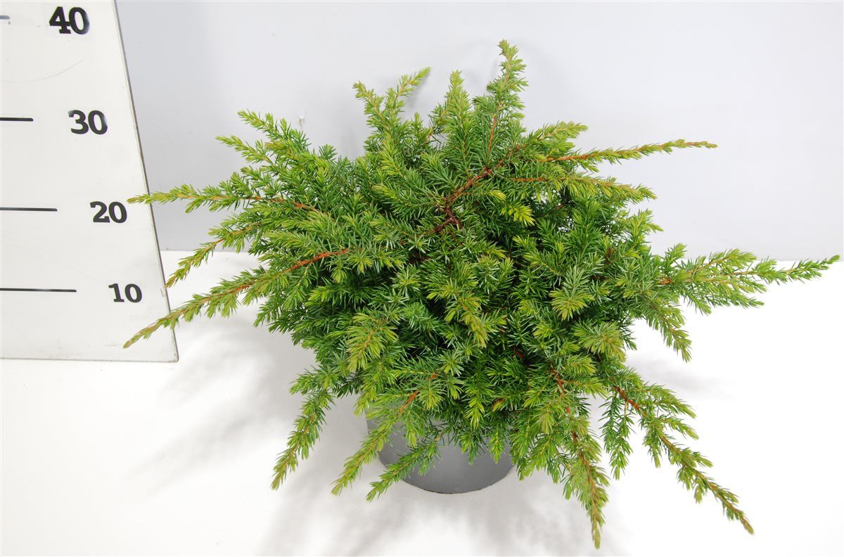 Juniperus conferta 'Schlager', D 23