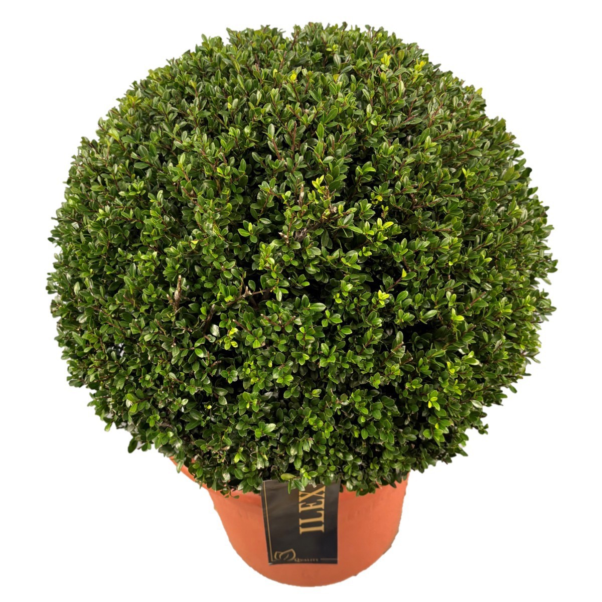 Ilex crenata 'Stokes Bol p30 (th) 45-50 ©, D 30