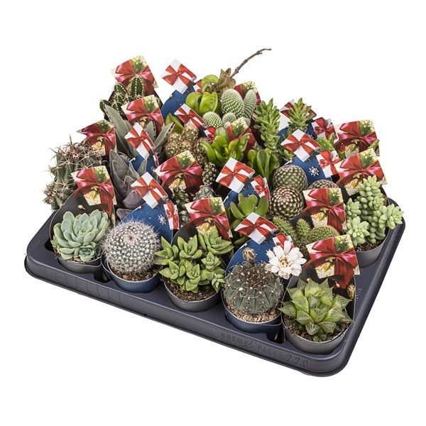 MIX CACTUS AND SUCCULENT POT Ø 6.5 WITH CHRISTMAS SHAPED POTCOVER - GIFT PACK - TRAY 20 PCS, D 6,5