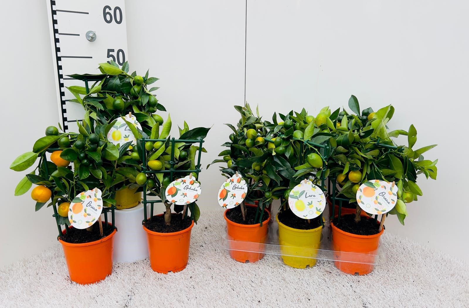 Citrus Mix-Tray 3 Var. rack/trellis, D 12