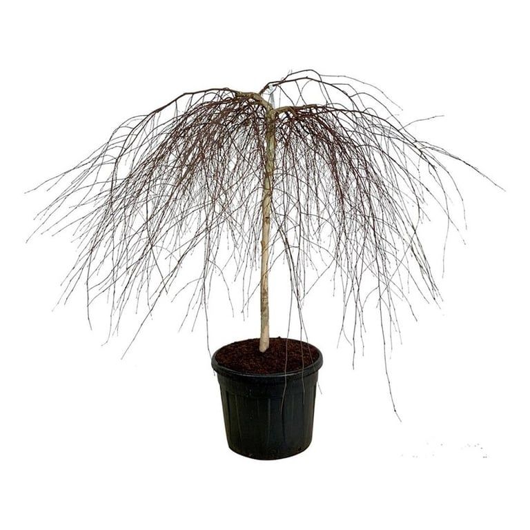 Betula p. 'Youngii', D 60 cm