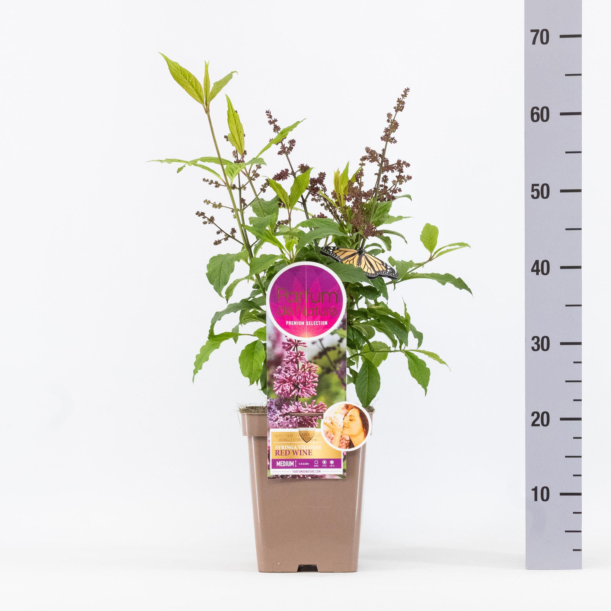 Syringa Red Wine, 'Premium Selection', C5, D 23 cm