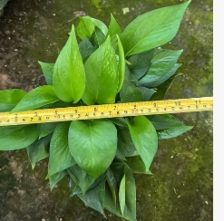 Эпипремнум ауреум грин 11 20 (предзаказ)