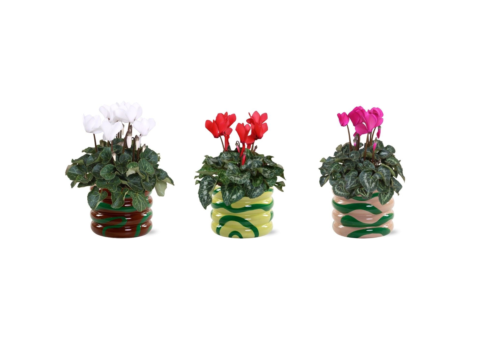 Collectie 'Natural Bubble' - Cylcamen in Mees keramiek, D 12