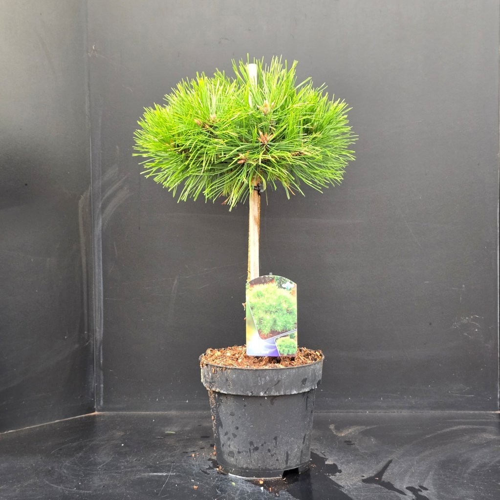Pinus densiflora Low Glow, D 26 cm
