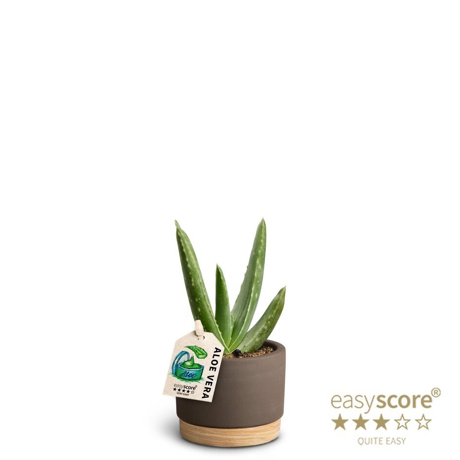 ALOE VERA 40669672 WB Mocca, D 7 cm