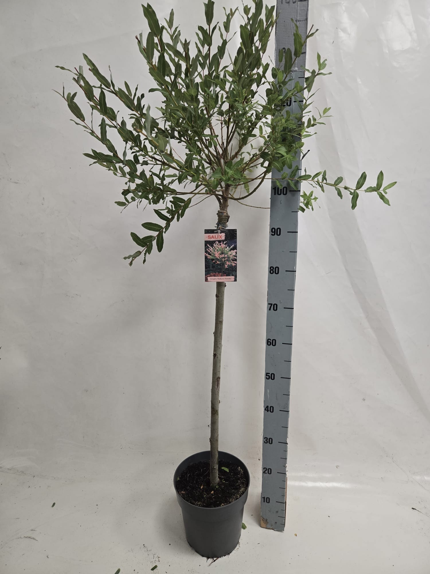 salix nishiki 80 grijze pot, D 21