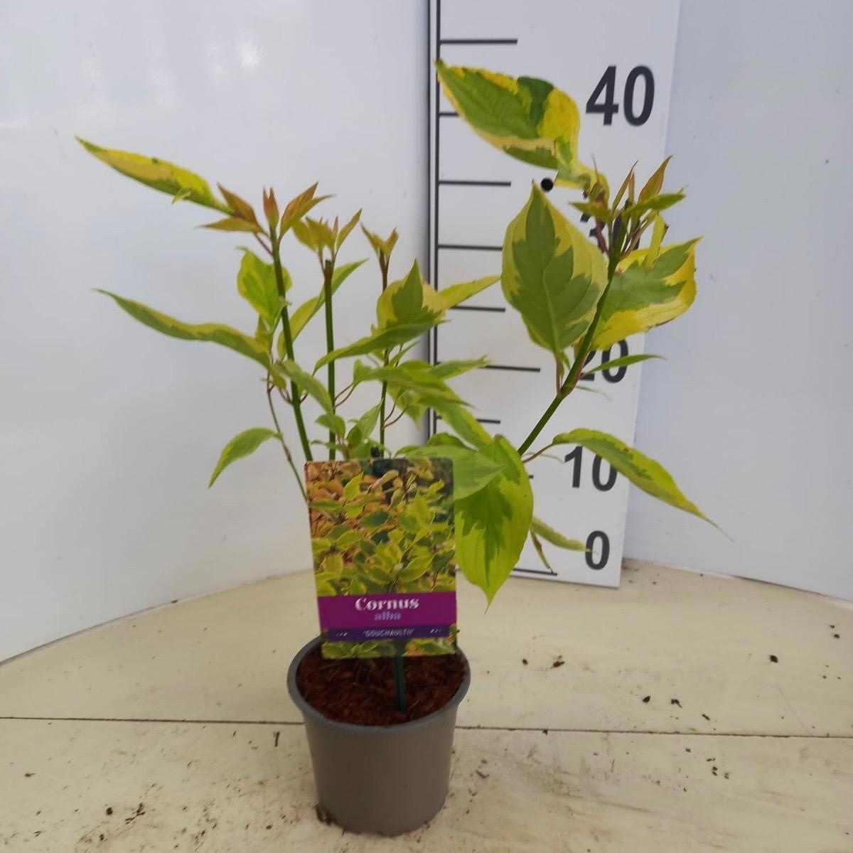Cornus alba 'Gouchaultii', D 12 cm