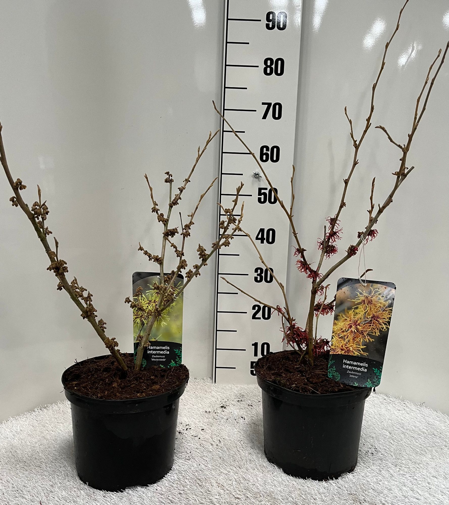 Hamamelis Intermedia in Sorten, D 23