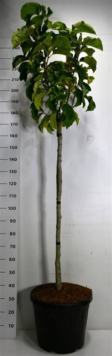Magnolia 'Sunsation', D 48 cm