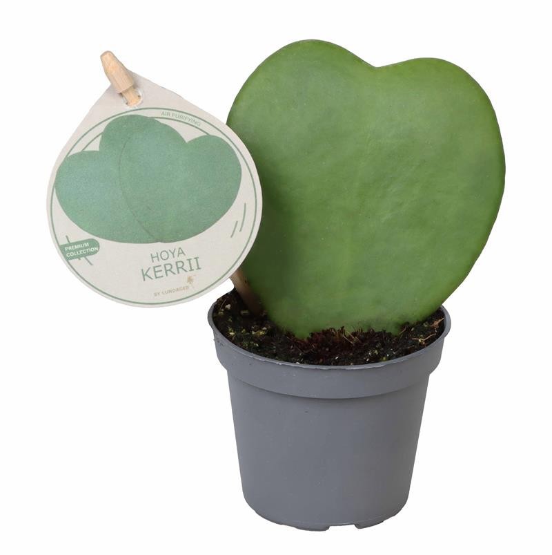 HOYA KERRII, D 6 cm