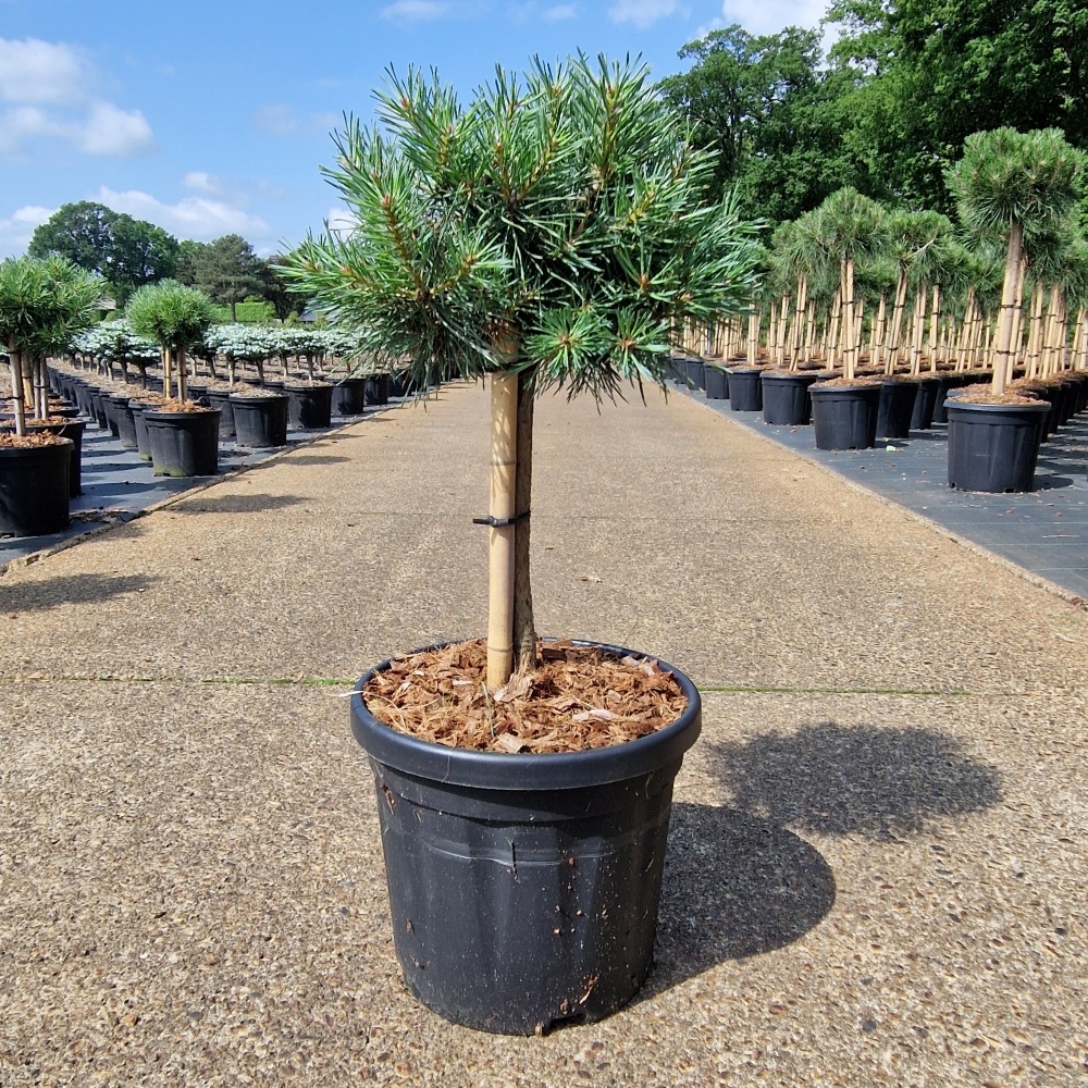 Pinus sylvestris 'Martham', D 26 cm