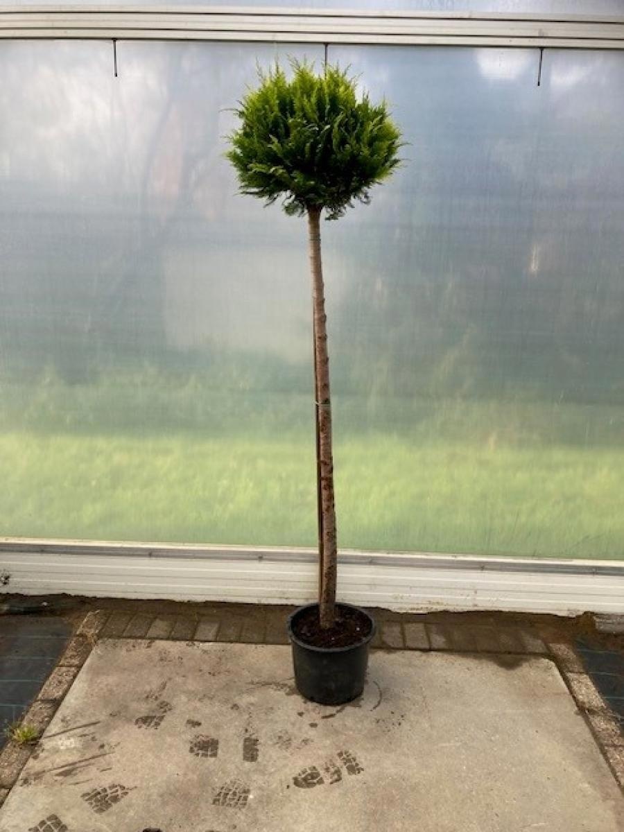 Chamaecyparis l. 'Stardust', bol, D 36