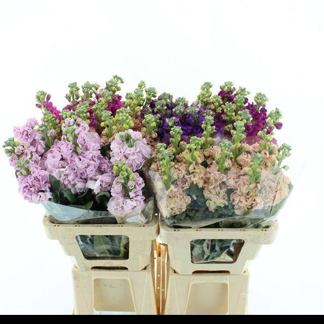 Маттиола од. Микс 60, шт.