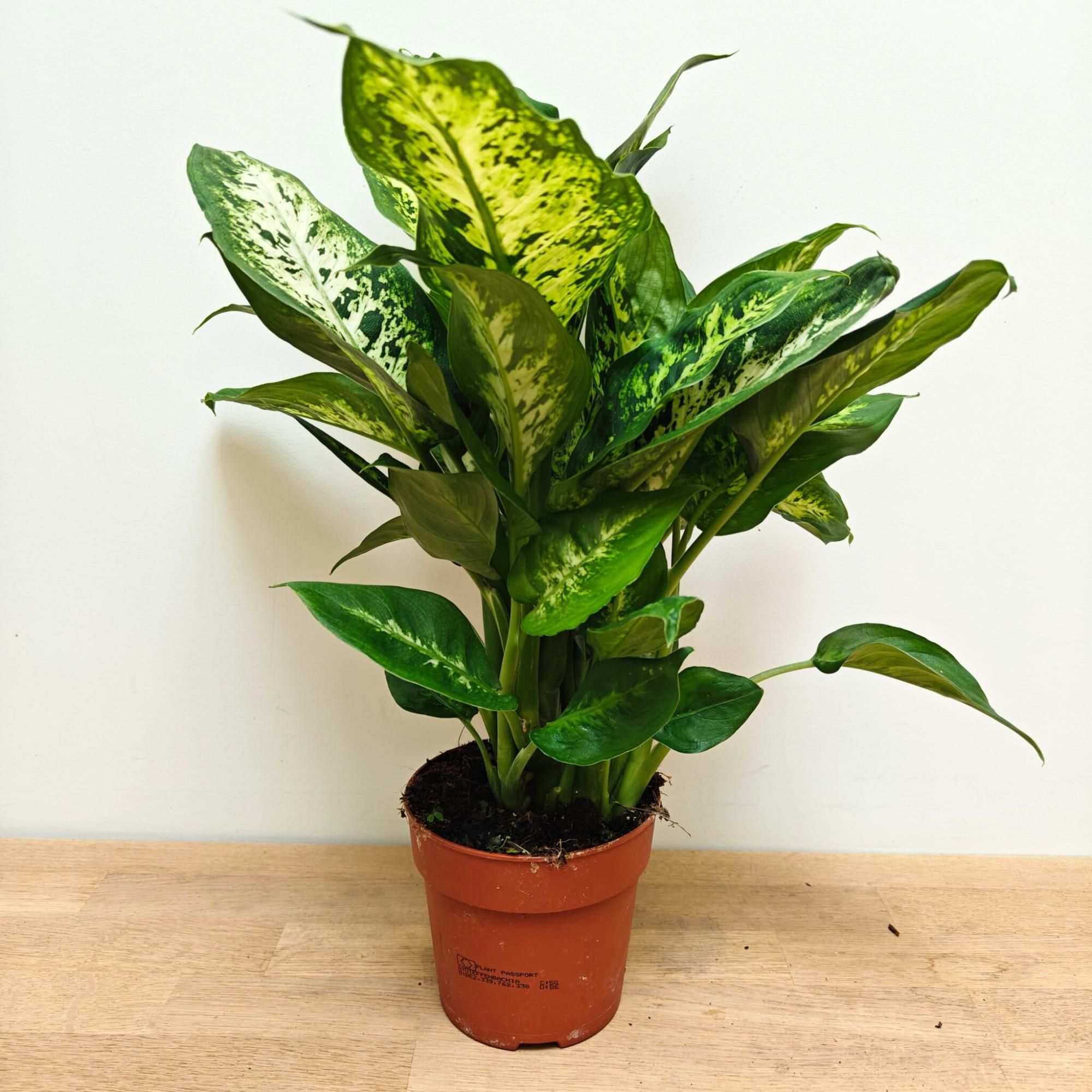 Dieffenbachia 'Compacta' P12, D 12