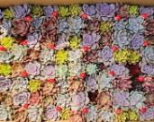 Комбинашен суккулент 方盆 13