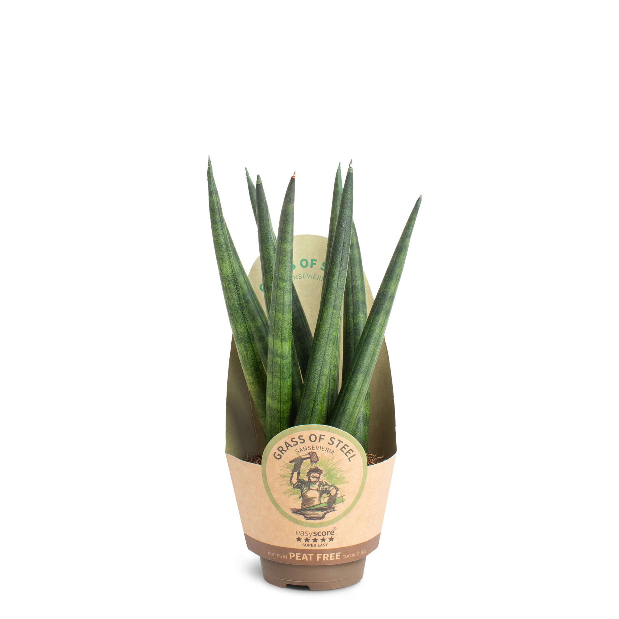 Sansevieria cylindrica Spaghetti, D 6