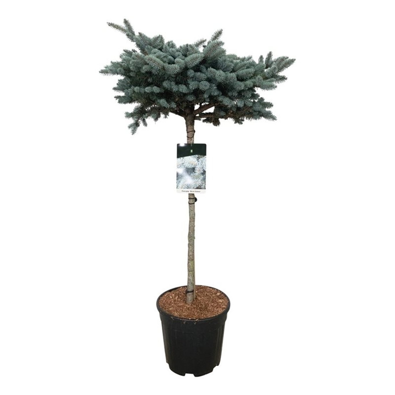 Picea pung. 'Glauca Globosa', D 32 cm