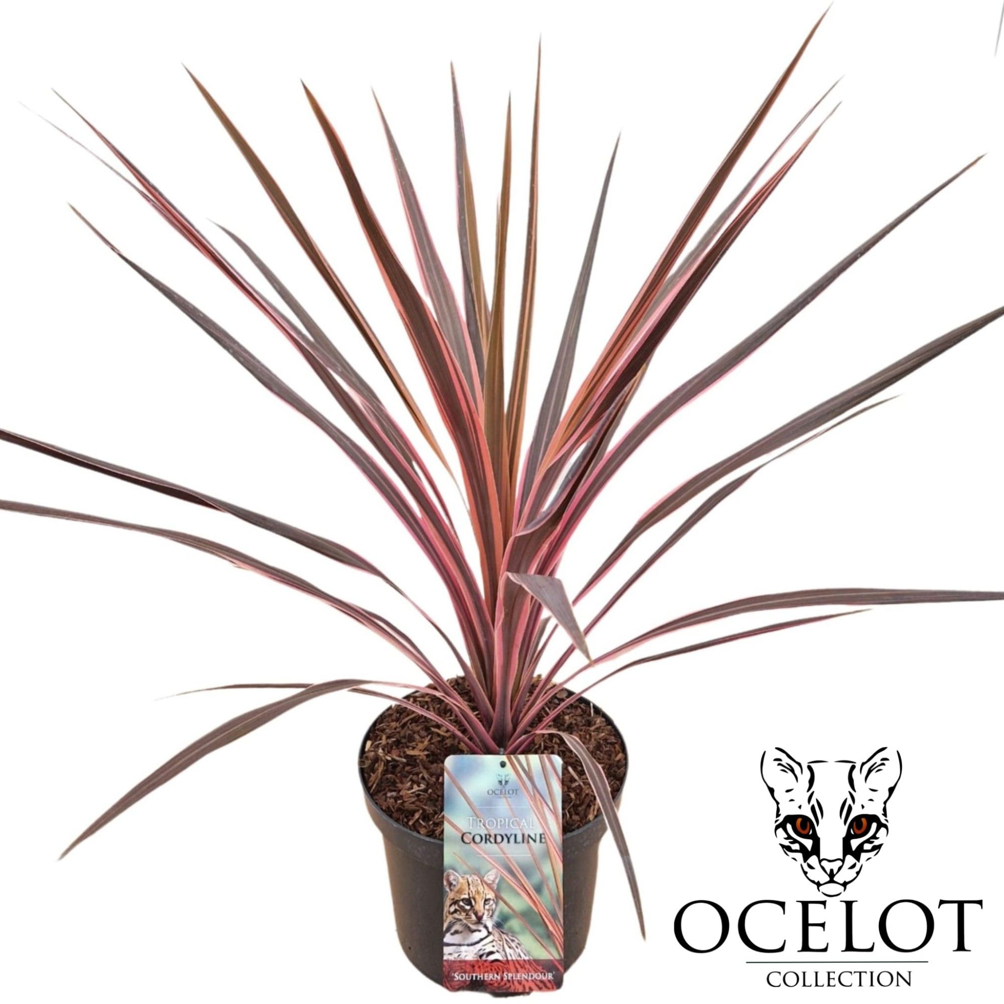 Cordyline australis 'Southern Splendour', D 26