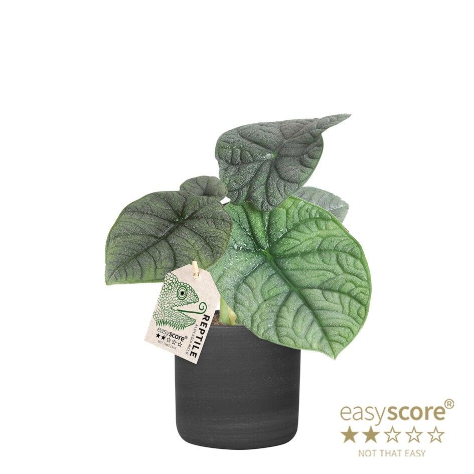 Raw Black, Alocasia Reptile, D 12
