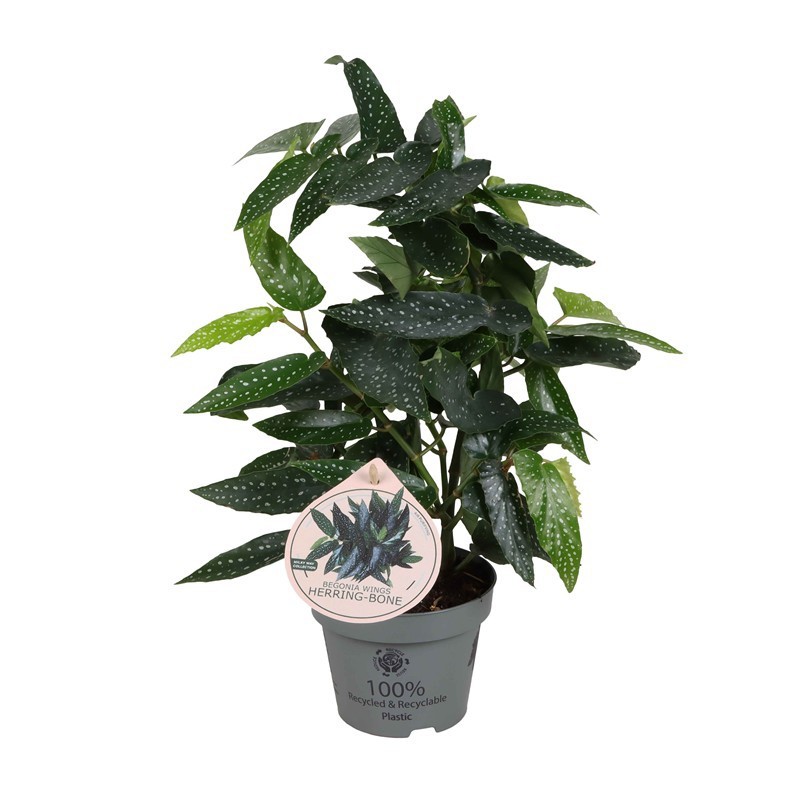 BEGONIA ALBOPICTA 'WINGS SILDEBEN', D 12