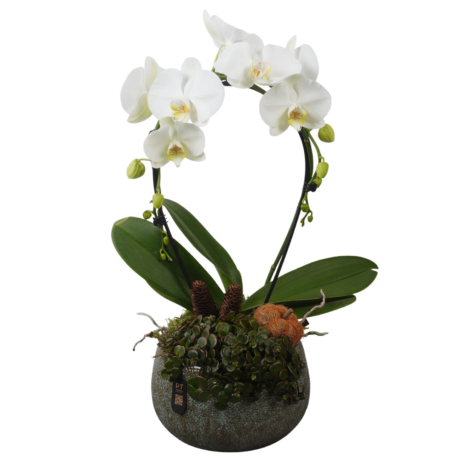 PTPAE1706 Arrangement Phalaenopsis Autumn Exclusive in keramiek schaal, D 23 cm
