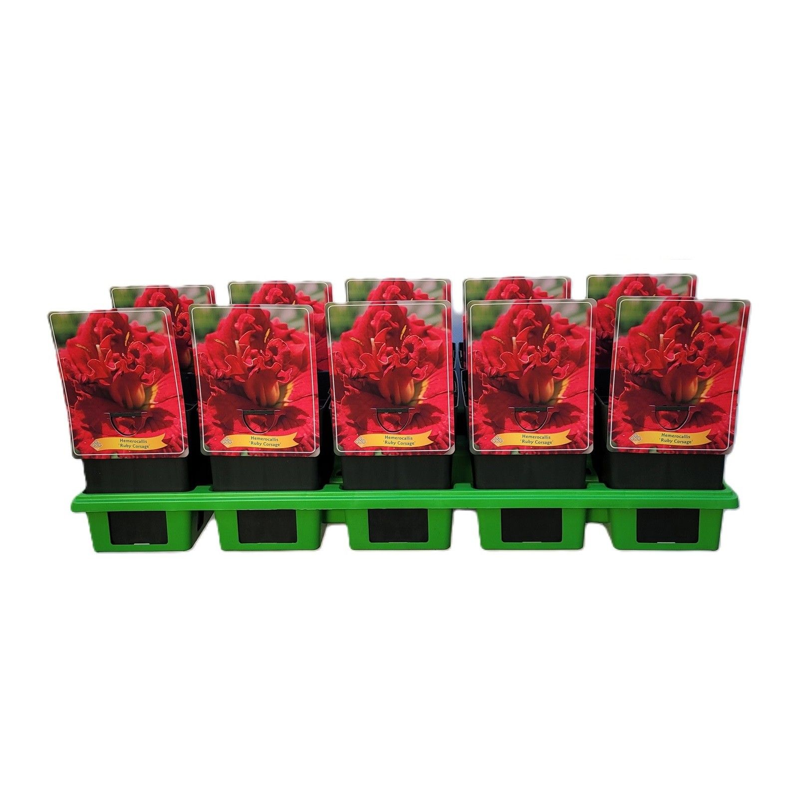 Hemerocallis 'Ruby Corsage' P11, D 11