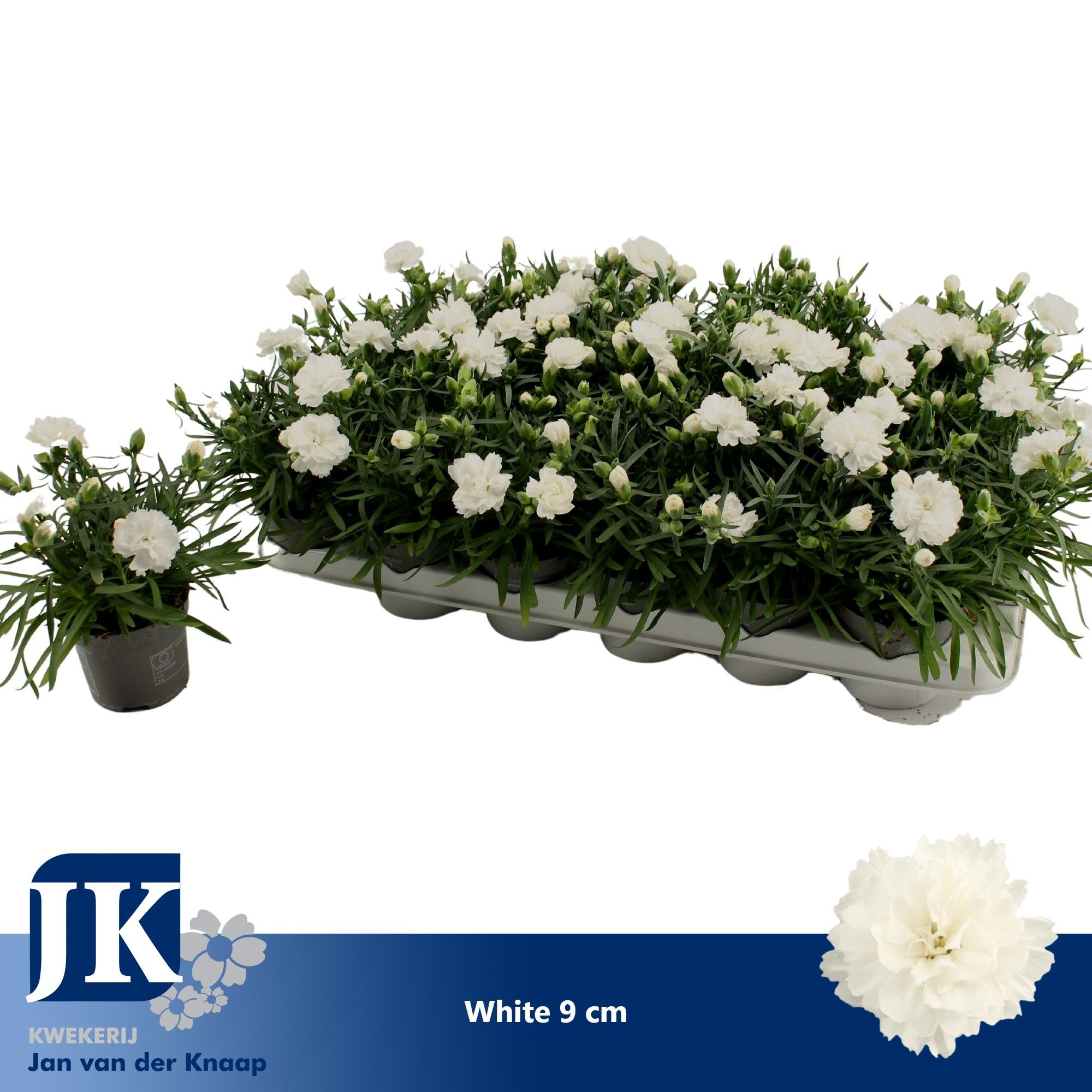Dianthus White P 9, D 9