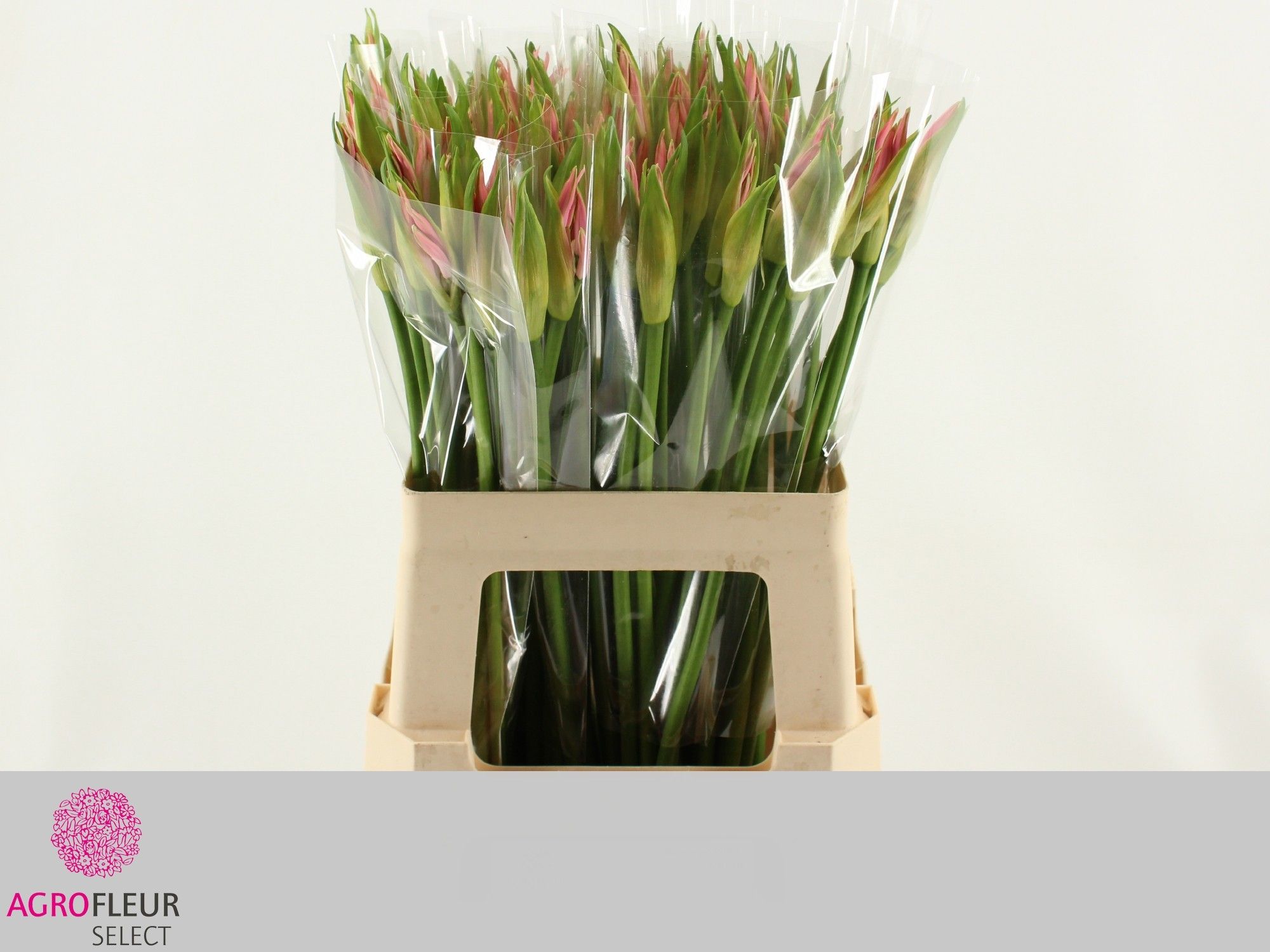 Нерине Веста К 60 (роз.), шт.