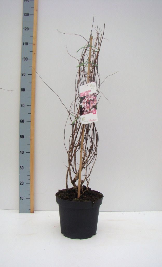 Kolkwitzia amabilis C 7,5, D 27