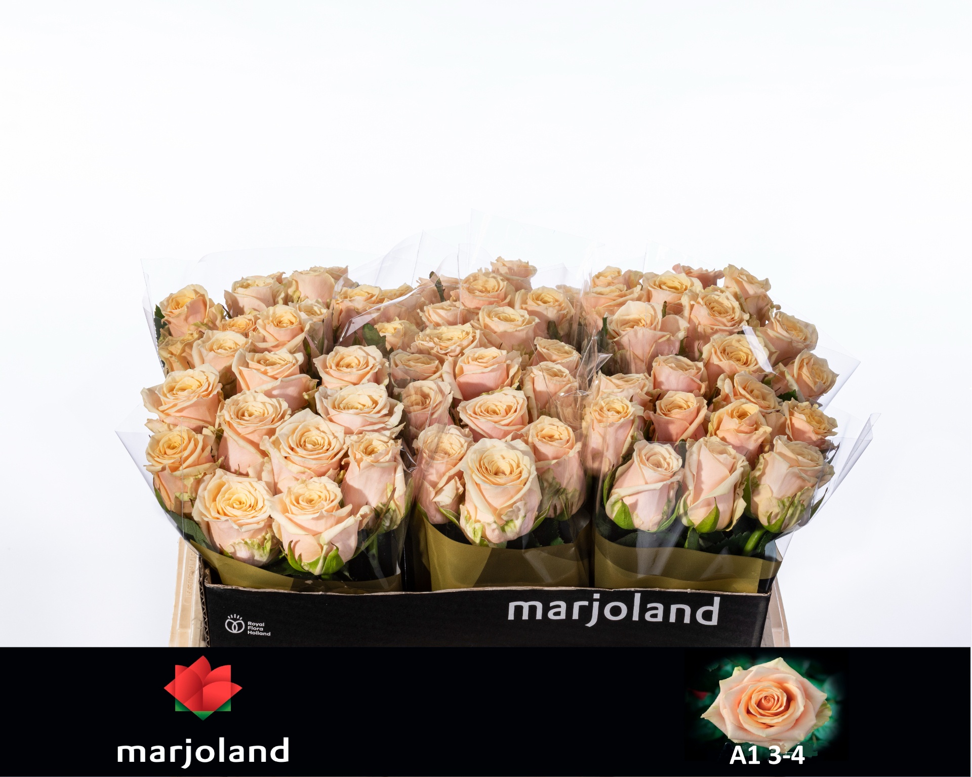 Роза од. Беллини! 50, шт.