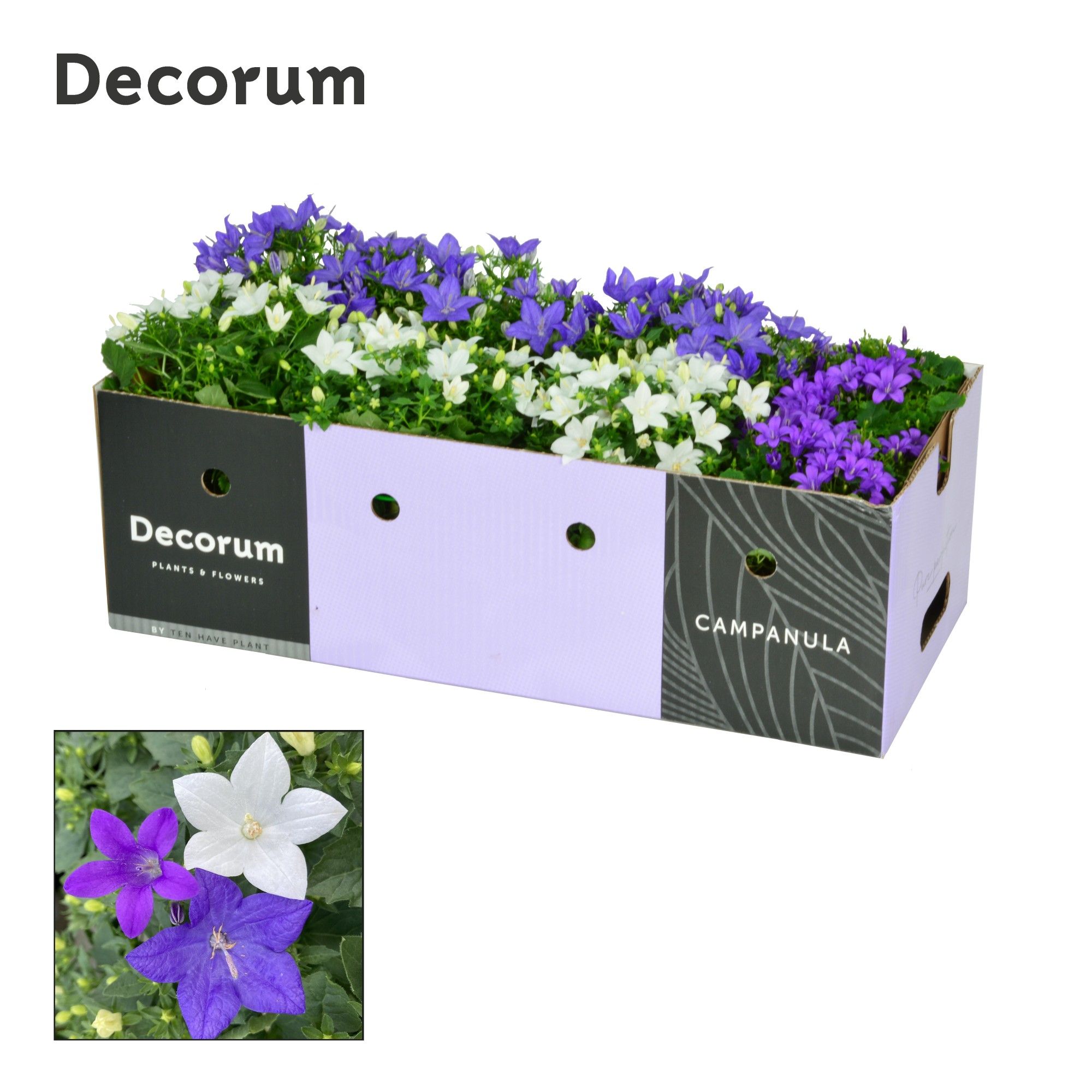 Campanula Mix 1 Decorum Decobox, D 11