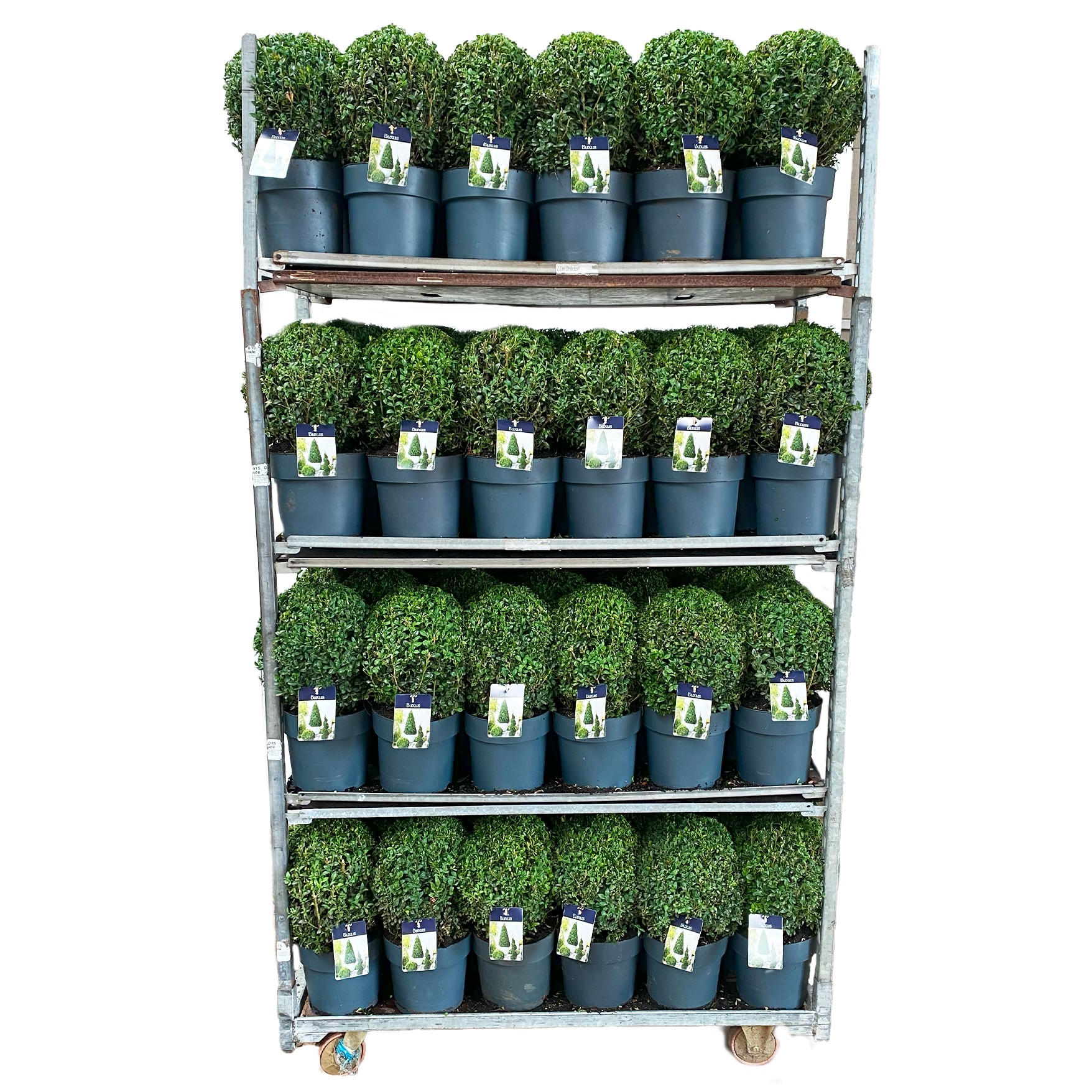 KAR: Buxus semp. Bol 25-30 cm c5/p23, D 23