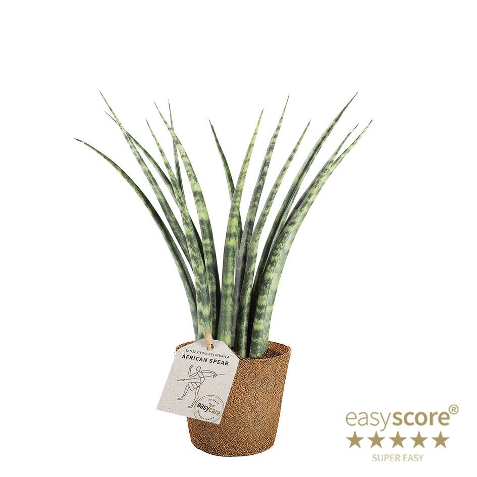 Sansevieria ´Fernwood´ - COCOZ, D 11