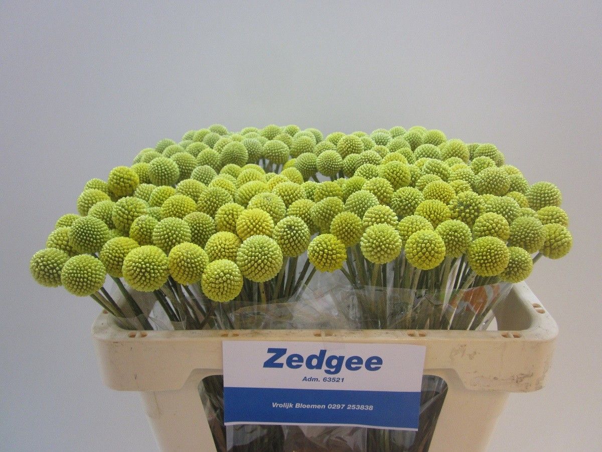 Краспедия Овериг 50, шт.