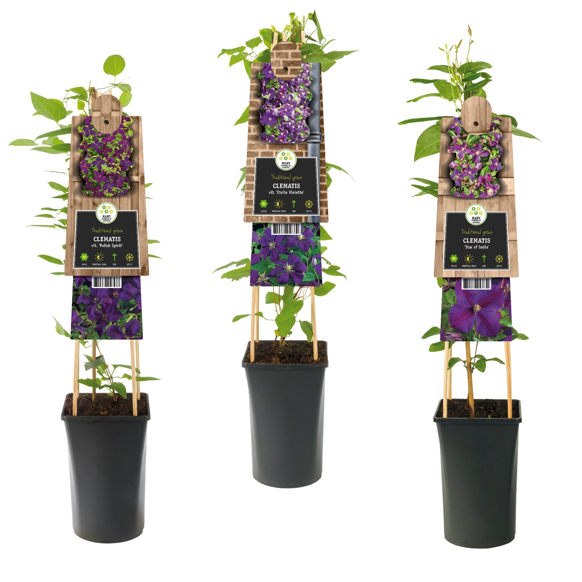 Mixtray Clematis large-flowered purple +3.0 label, D 17