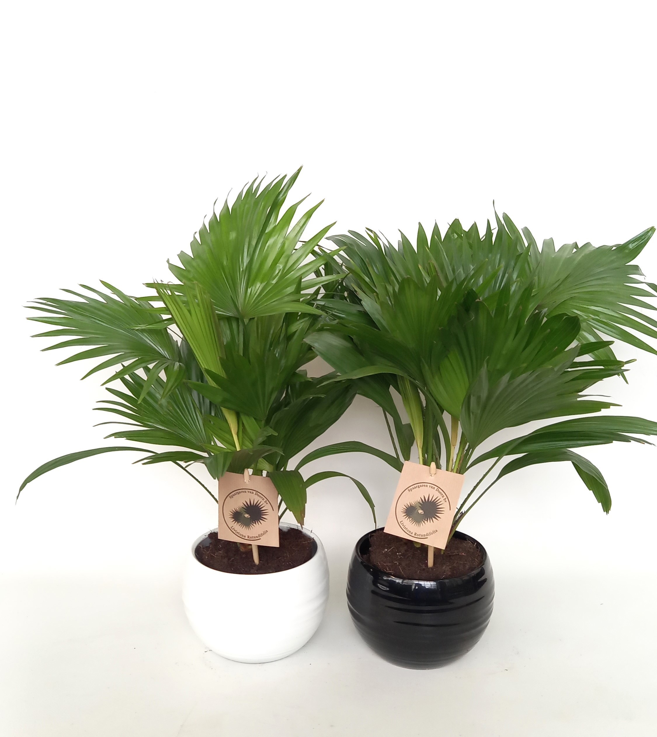 Livistona rotundifolia in handmade bol pot 15.5 cm zwart/wit keramiek, D 12