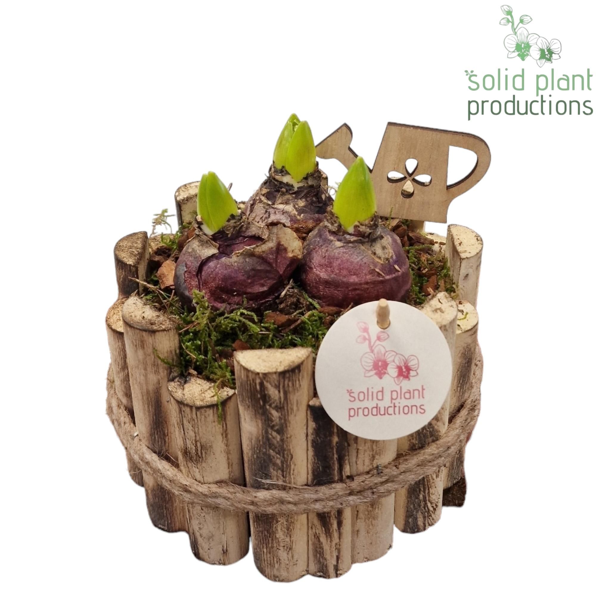 HHY001 Milano Small Hyacint, D 17