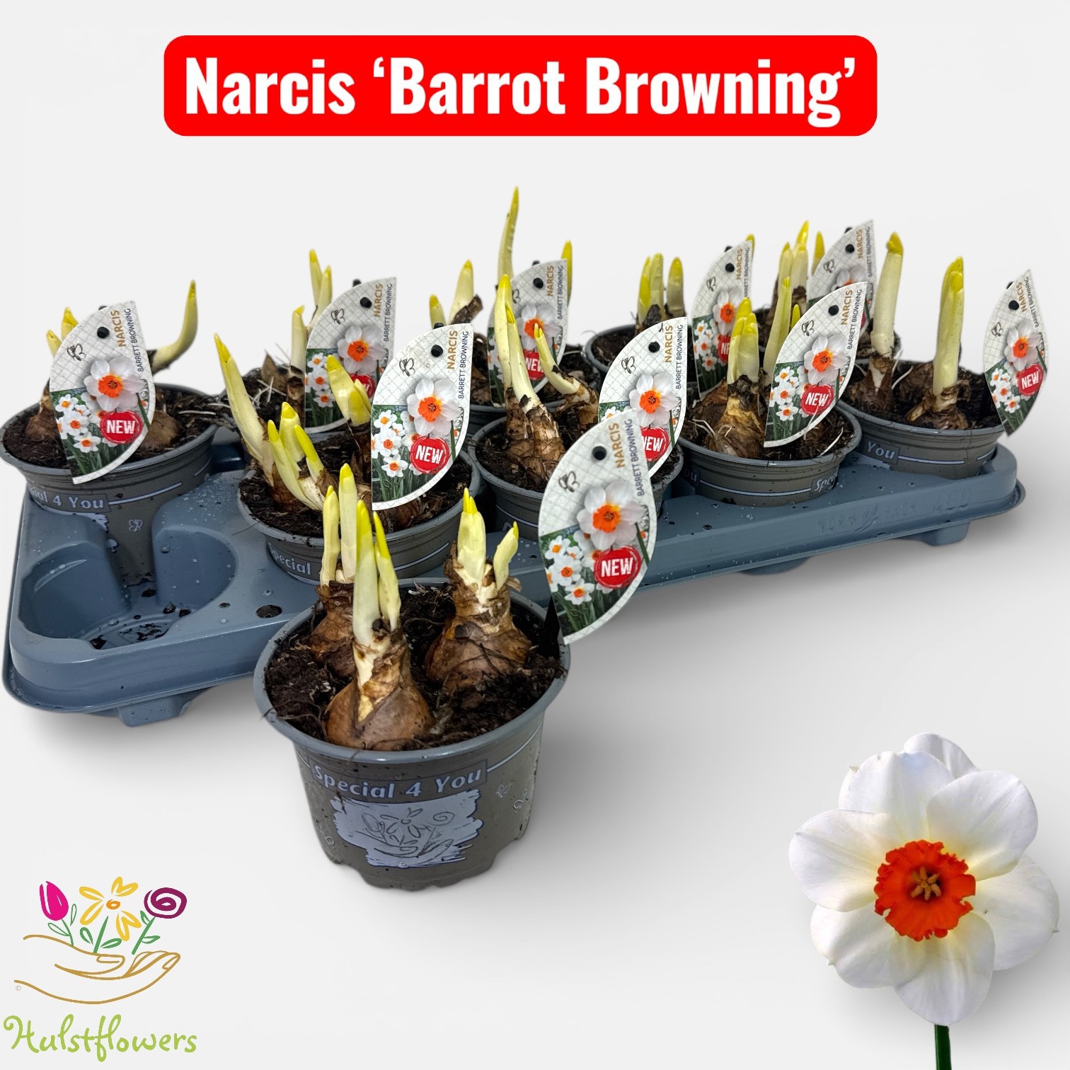 Narcis Barret Browning, D 12