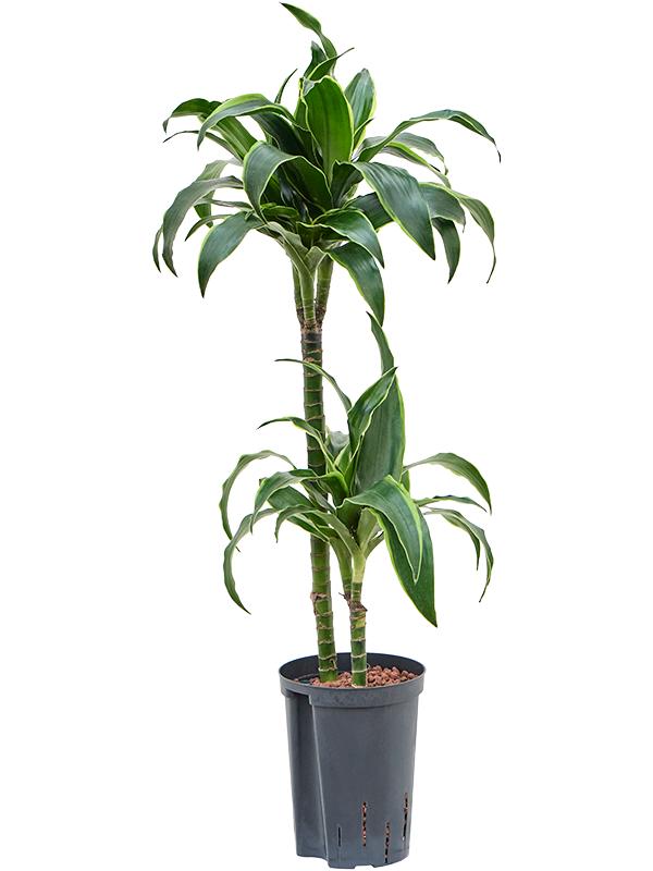 Dracaena fragrans 'Dorado', D 15 cm