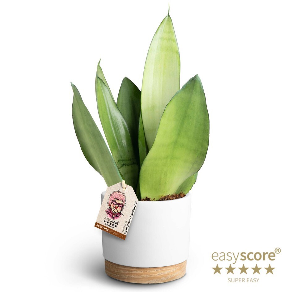 Woodbase White, Sansevieria ´Moonshine´, D 12 cm